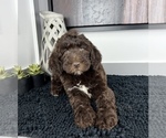 Small Photo #7 Miniature Labradoodle Puppy For Sale in FRANKLIN, IN, USA
