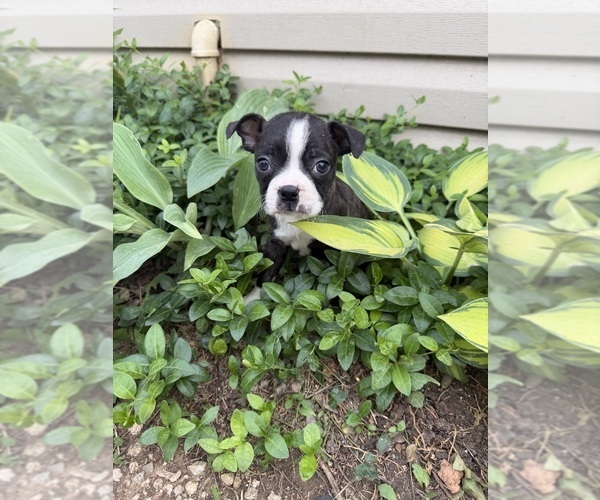Medium Photo #6 Boston Terrier Puppy For Sale in FREDONIA, KS, USA