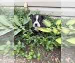 Small #5 Boston Terrier