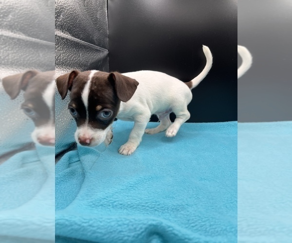 Medium Photo #6 Jack Chi Puppy For Sale in SAINT AUGUSTINE, FL, USA