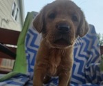 Small #2 Labrador Retriever