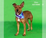 Small #2 Labrador Retriever Mix