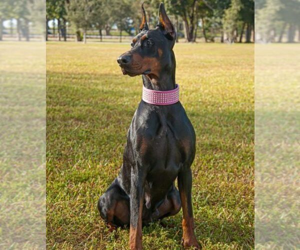 Medium Photo #14 Doberman Pinscher Puppy For Sale in FORT LAUDERDALE, FL, USA