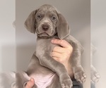 Puppy Liza Weimaraner