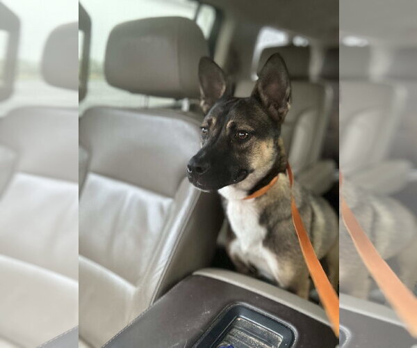 Medium Photo #2 German Shepherd Dog-Unknown Mix Puppy For Sale in Holly Springs, NC, USA