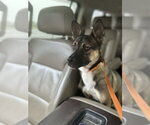 Small #1 German Shepherd Dog Mix