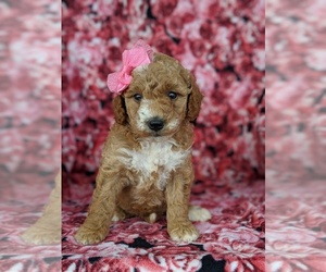 Goldendoodle Puppy for sale in KIRKWOOD, PA, USA