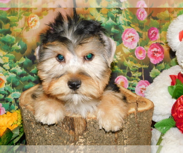 Medium Photo #4 Yorkshire Terrier Puppy For Sale in HAMMOND, IN, USA