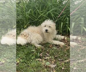 - Mix Dogs for adoption in HOPKINSVILLE/PRINCETON, KY, NH, USA