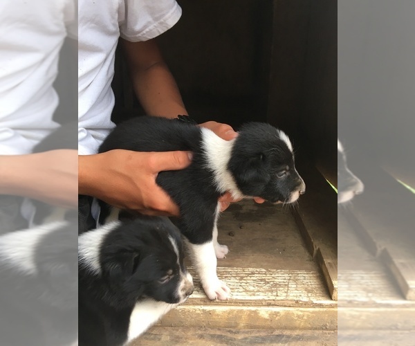Medium Photo #5 Border Collie Puppy For Sale in BROWNSVILLE, TN, USA