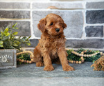 Small #2 Cockapoo (Toy)