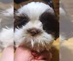 Small Photo #2 Shih Tzu Puppy For Sale in BELLEVILLE, MI, USA