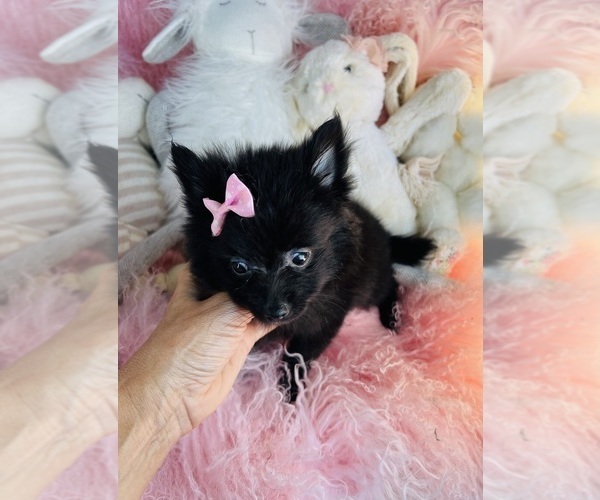 Medium Photo #5 Pomeranian Puppy For Sale in FORT LAUDERDALE, FL, USA