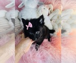 Small #4 Pomeranian