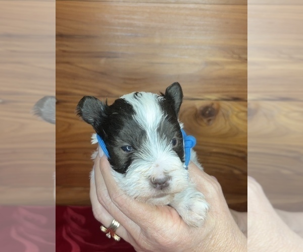 Medium Photo #7 Schnauzer (Miniature) Puppy For Sale in BIG CABIN, OK, USA