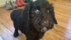Small Photo #3 Goldendoodle-Poodle (Standard) Mix Puppy For Sale in DETROIT, MI, USA