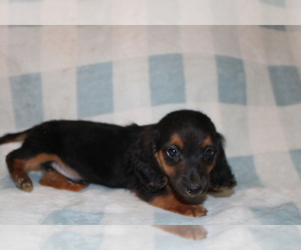Medium Photo #3 Dachshund Puppy For Sale in BLMGTN, IN, USA