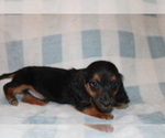 Small #2 Dachshund