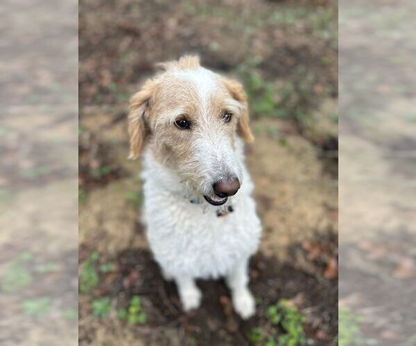 Medium Photo #4 Labrador Retriever-Unknown Mix Puppy For Sale in Boston, MA, USA