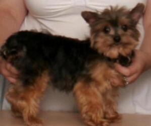 Father of the Yorkshire Terrier puppies born on 05/03/2022