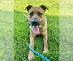 Small Black Mouth Cur