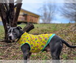 Small #1 American Pit Bull Terrier-American Staffordshire Terrier Mix