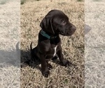 Small #20 German Shorthaired Lab