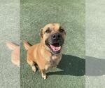 Honey - Female Black Mouth Cur-Unknown Mix Dog for Adoption - Small photo