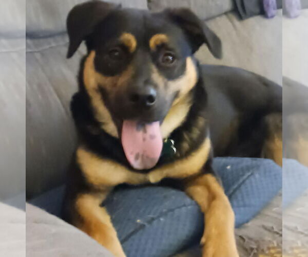Medium Photo #1 Mutt Puppy For Sale in Sykesville, MD, USA