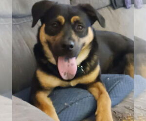 Mutt Dogs for adoption in Sykesville, MD, USA