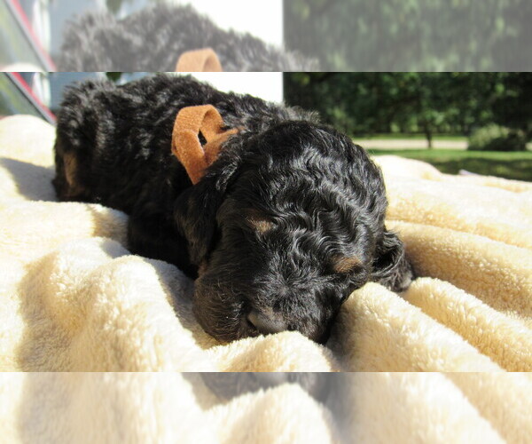 Medium Photo #3 Bernedoodle Puppy For Sale in BIG ROCK, IL, USA