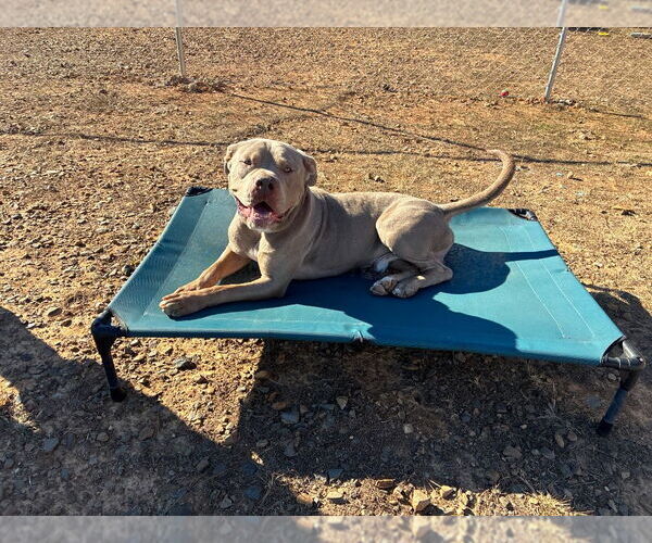 Medium Photo #9 Mastiff-Unknown Mix Puppy For Sale in Bryant, AR, USA