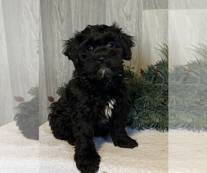 Cockapoo Puppy for sale in CANOGA, NY, USA