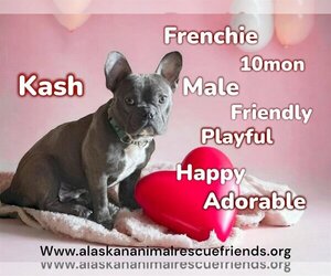French Bulldog Dogs for adoption in Anchorage, AK, USA