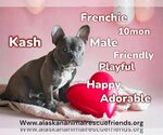 Small Photo #1 French Bulldog Puppy For Sale in Anchorage, AK, USA