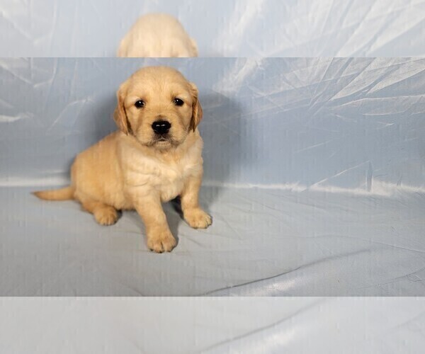 Medium Photo #3 Golden Retriever Puppy For Sale in BLACK FOREST, CO, USA
