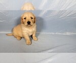 Small #2 Golden Retriever