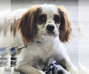 Father of the Cavalier King Charles Spaniel puppies born on 05/23/2025