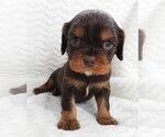 Puppy Puppy 4 Male Cavalier King Charles Spaniel