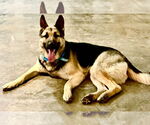 Small #1 German Shepherd Dog