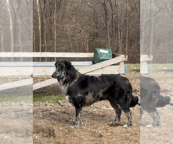 Medium Photo #1 Mutt Puppy For Sale in Harrison, AR, USA