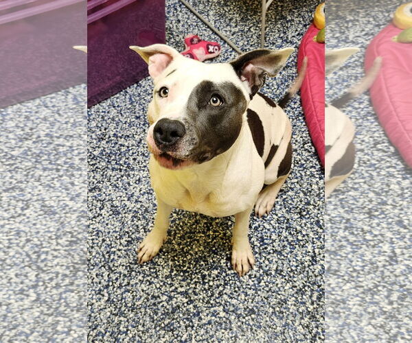 Medium Photo #1 American Pit Bull Terrier-Unknown Mix Puppy For Sale in Jackson , NJ, USA