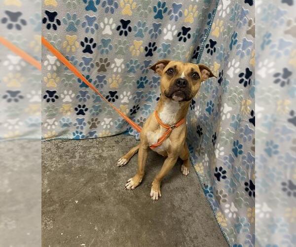 Medium Photo #1 Boxer-Unknown Mix Puppy For Sale in Rosenberg, TX, USA