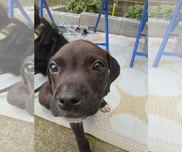 Medium Photo #4 Boxer-Unknown Mix Puppy For Sale in Aurora, IN, USA