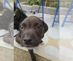 Small #3 Boxer Mix