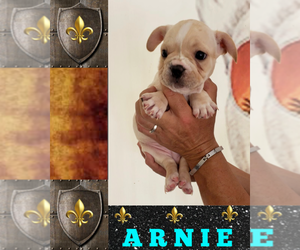 French Bulldog Puppy for sale in HEATHROW, FL, USA