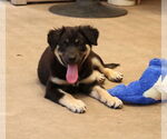 Small #3 German Shepherd Dog Mix