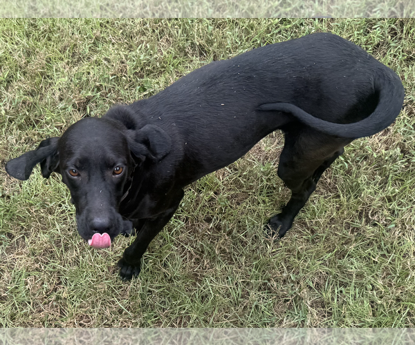 Medium Photo #2 Coonhound-Unknown Mix Puppy For Sale in Decatur, GA, USA