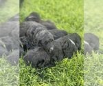 Small Photo #9 Goldendoodle Puppy For Sale in LANCASTER, CA, USA