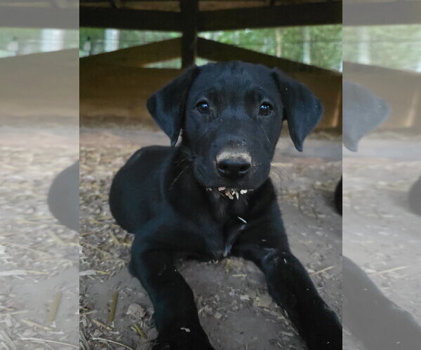 Medium Photo #3 Labrador Retriever-Unknown Mix Puppy For Sale in Kannapolis, NC, USA